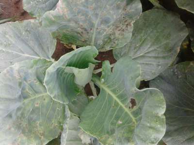 ಕಪ್ಪು ಕೊಳೆತ - ಎಲೆಕೋಸು
