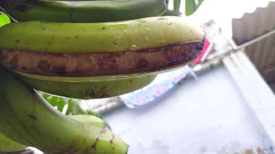 Fruit Cracking - Banana