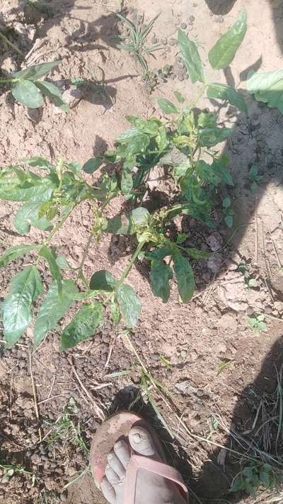 Powdery Mildew - Capsicum & Chilli