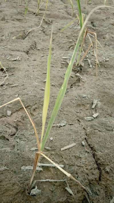 Nitrogen Deficiency - Rice