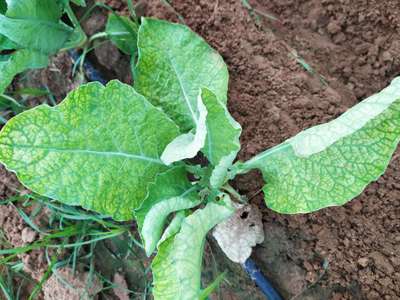 Nitrogen Deficiency - Cucumber