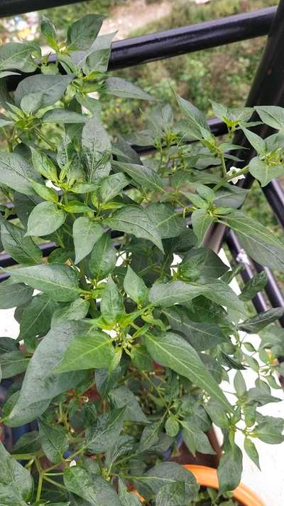 Whiteflies - Capsicum & Chilli