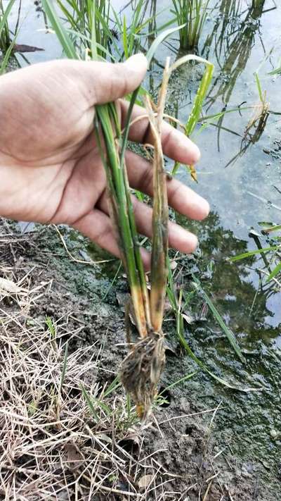 Sheath Rot of Rice - Rice