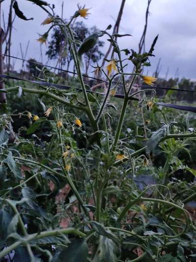 Spider Mites - Tomato