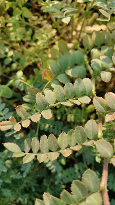 Potassium Deficiency - Chickpea & Gram