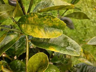 Citrus Greening Disease - Citrus