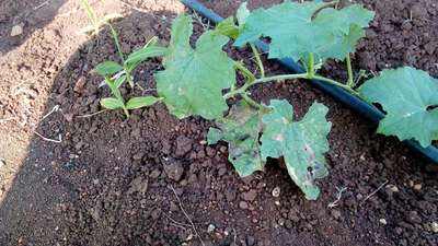 Downy Mildew of Cucurbits - Cucumber