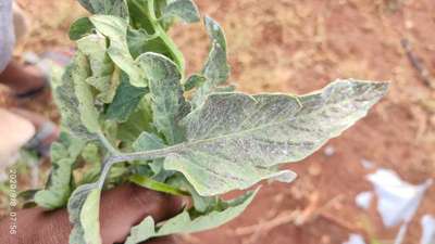 Phosphorus Deficiency - Tomato