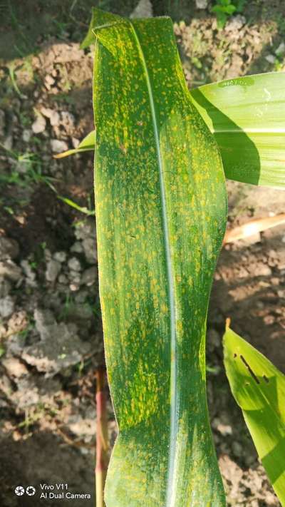 Southern Rust of Maize - Maize