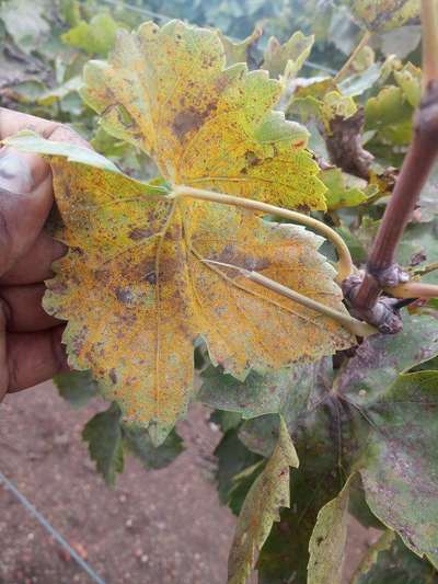 Grape Rust - ದ್ರಾಕ್ಷಿ