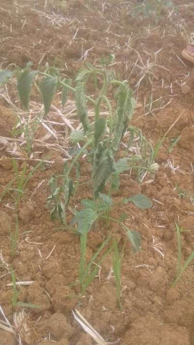 Bacterial Wilt - Tomato