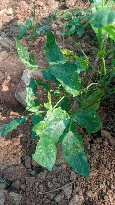 ಎಲೆಕೊರಕ ನುಸಿ - ಹುರುಳಿ