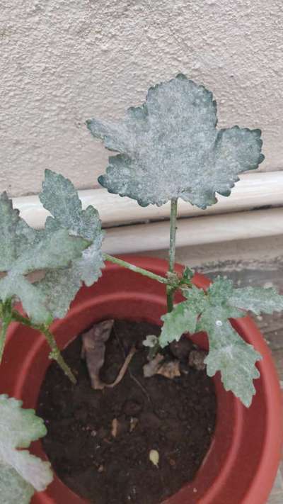 Powdery Mildew - Okra