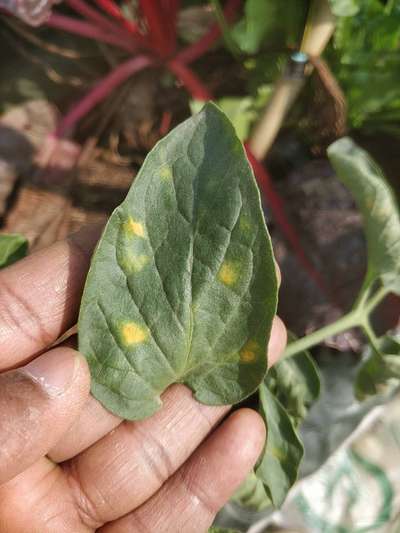 yellow spots on plant leaves