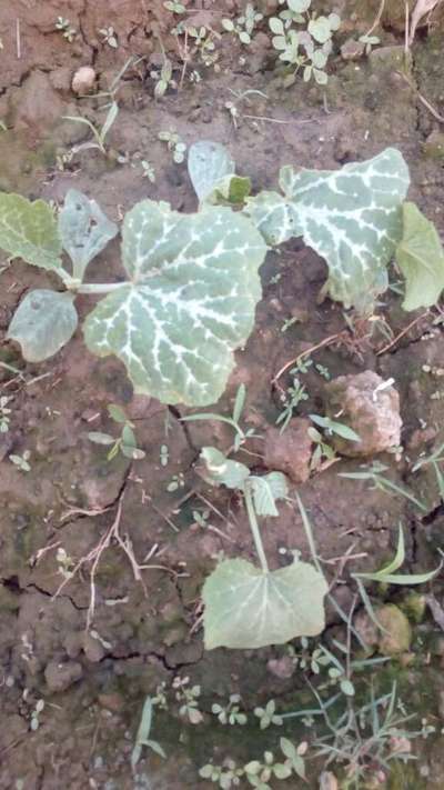 Flea Beetles - Pumpkin