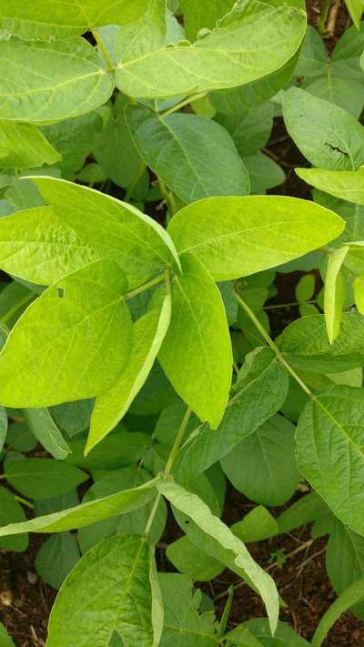 Sulfur Deficiency - Soybean