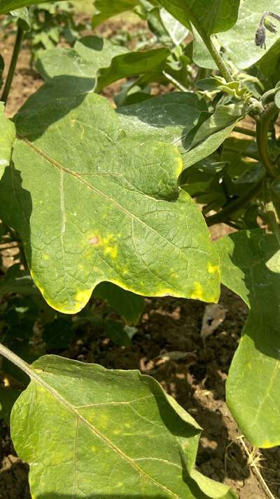 Downy Mildew of Cucurbits - Brinjal