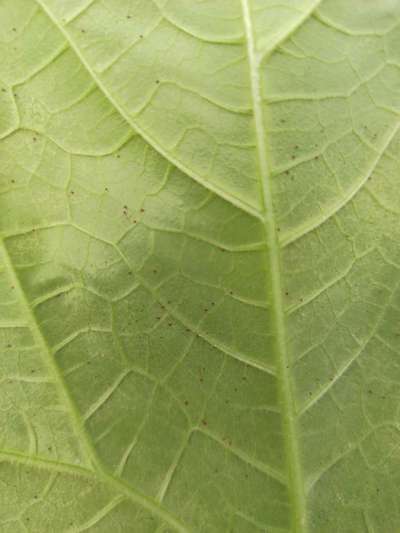 Aphids - Cucumber