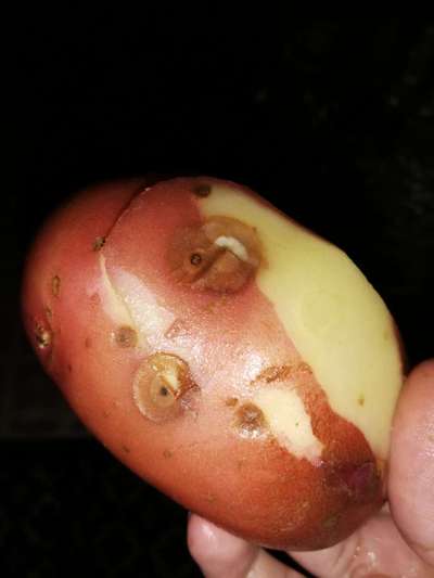 Bacterial Soft Rot of Pepper - Potato