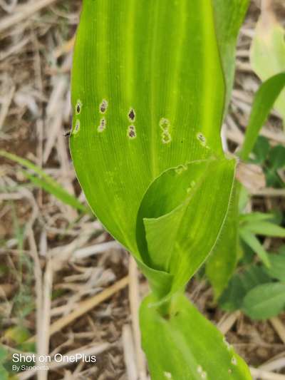 European Maize Borer - Maize