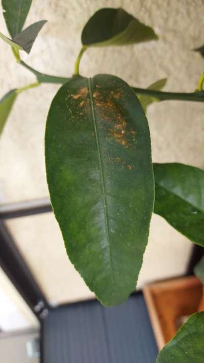 Spider Mites - Citrus