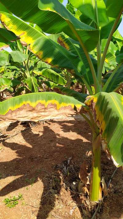 Panama Disease - Banana