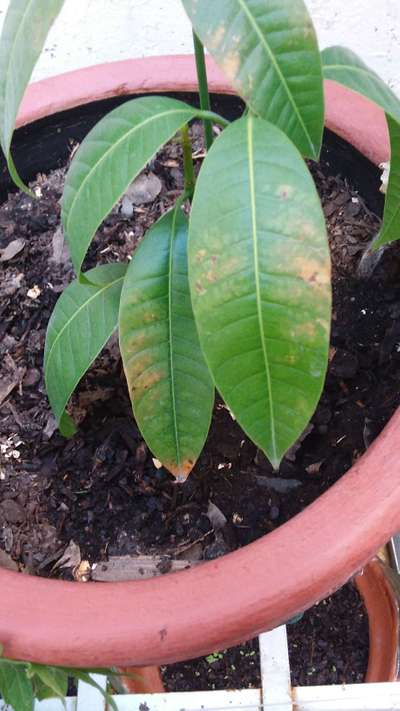 Araña roja (ácaro) - Mango