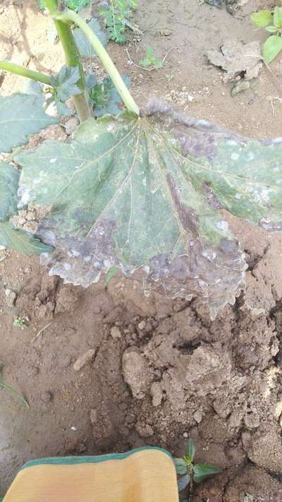 Leaf Miner Flies - Okra