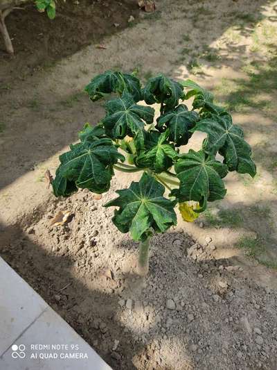 Papaya Leaf Curl Virus - Papaya