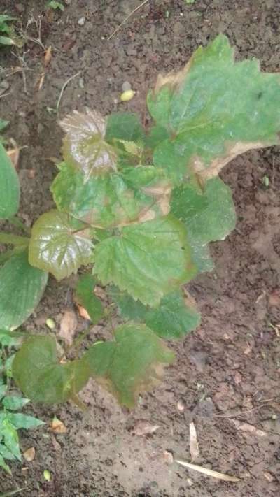 Potassium Deficiency - Grape