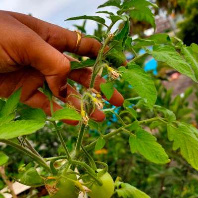 Early Blight - Tomato