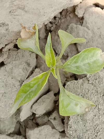 Powdery Mildew of Pepper - Capsicum & Chilli