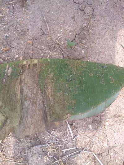 Castor Hairy Caterpillar - Banana