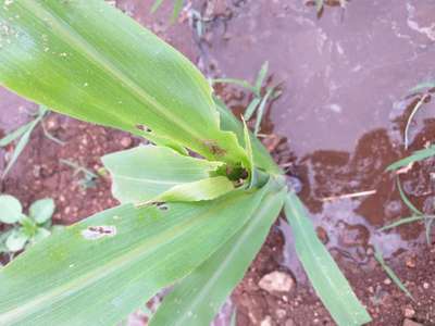 ಓರಿಯಂಟಲ್ ಆರ್ಮಿವರ್ಮ್ - ಮೆಕ್ಕೆ ಜೋಳ