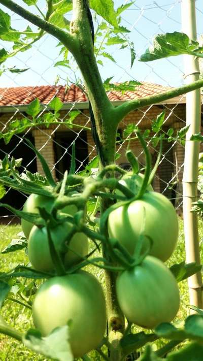 Tizón tardío del tomate - Tomate