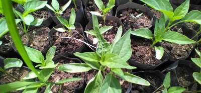 Aphids - Capsicum & Chilli