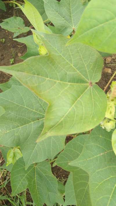 Cotton Leafhopper Jassids - Cotton