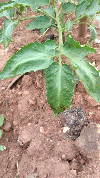 Broad Mite - Tomato