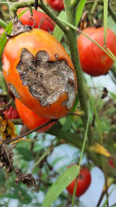 Bright Line Brown Eye - Tomato