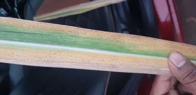 Potassium Deficiency - Sugarcane