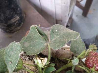 Spider Mites - Strawberry