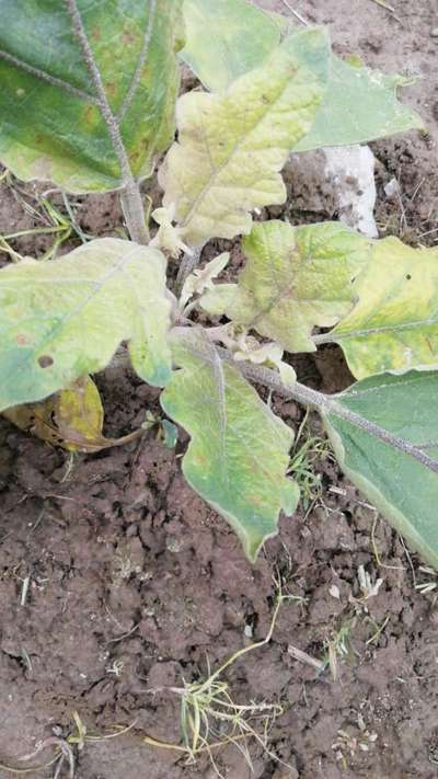 Cercospora Leaf Spot of Eggplant - Brinjal