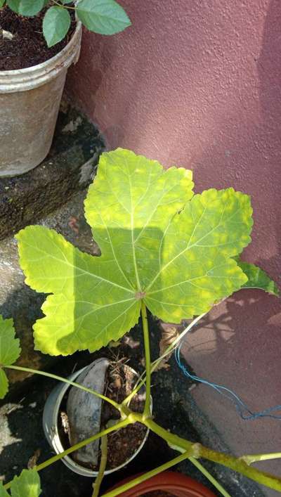 Cucumber Mosaic Virus - Okra