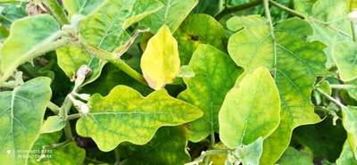 Tobacco Mosaic Virus - Brinjal