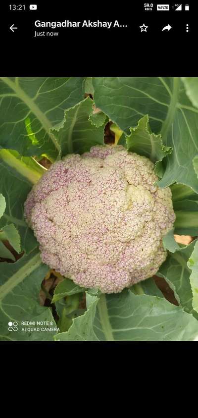 Boron Deficiency - Cauliflower