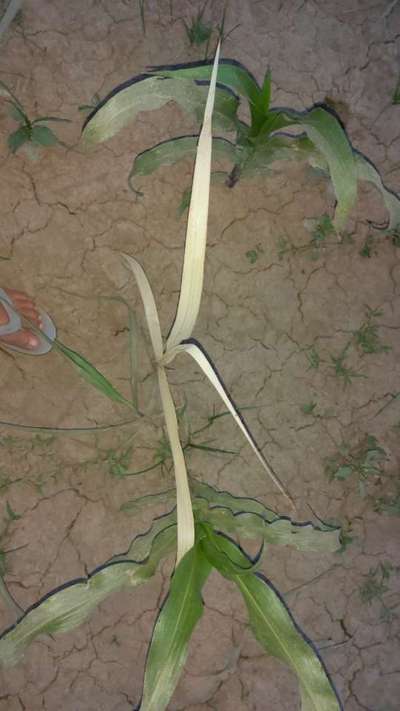 Nitrogen Deficiency - Sugarcane