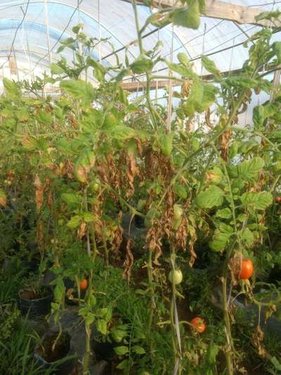 Murcha de Sclerotium - Tomate