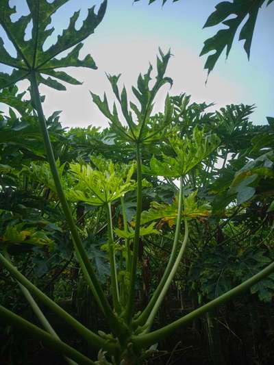 Black Spot Disease of Papaya - Papaya