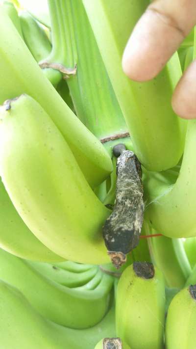 Cigar End Rot - Banana