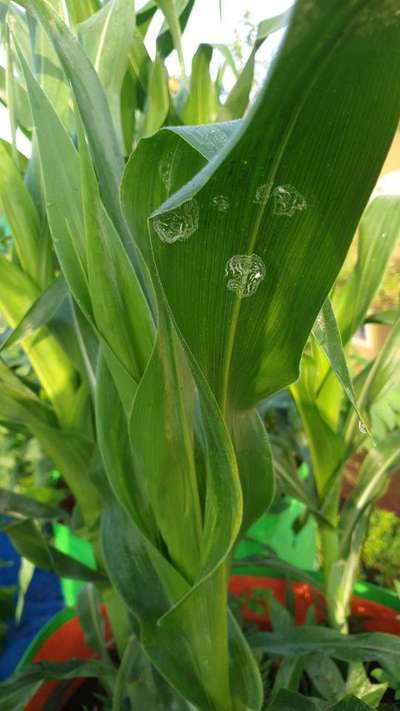 Mealybug - Maize